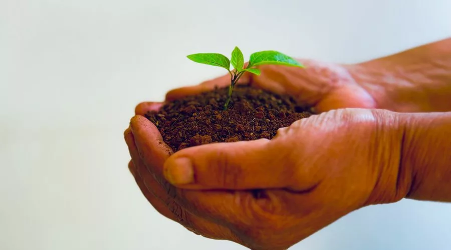 Close-up of hands holding a small seedling in soil, representing growth and sustainability.